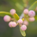 Bushrue Babies