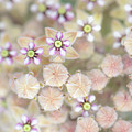 Indian Milkweed Flowers and Buds