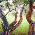Wet Old-Growth Manzanita