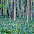 Forest Labyrinth