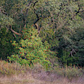 Sheltered Toyon