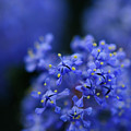 Blue in Blue