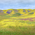 Carrizo Plain - Prismatic Pastures