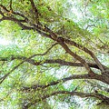 Coast Live Oak Branches