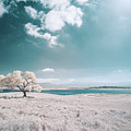 Cottowood Tree Infrared
