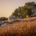 Oaks, Boulders and Buckwheat