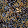 Pine Cones, Needles and Oak Leaves